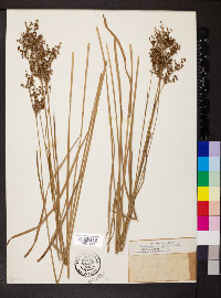 Juncus biflorus image