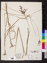 Juncus biflorus image