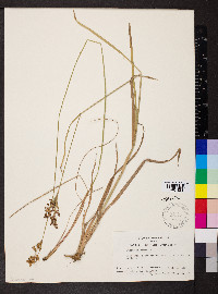 Juncus biflorus image