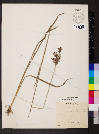 Juncus biflorus image