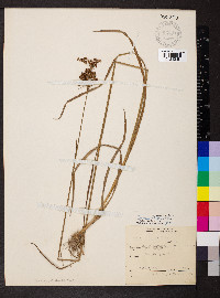 Juncus biflorus image