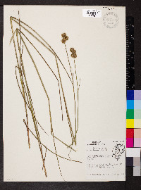 Juncus brachycarpus image