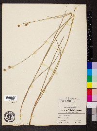 Juncus brachycarpus image