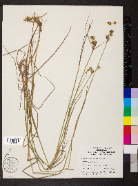 Juncus brachycarpus image