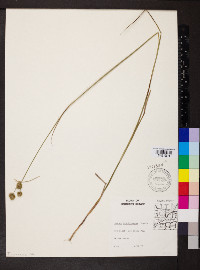 Juncus brachycarpus image