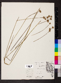 Juncus brachycarpus image