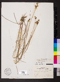 Juncus brachycarpus image