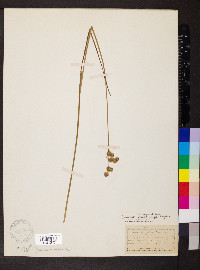 Juncus brachycarpus image