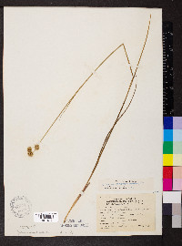 Juncus brachycarpus image