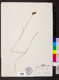 Juncus brachycarpus image