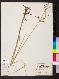 Juncus brachycarpus image