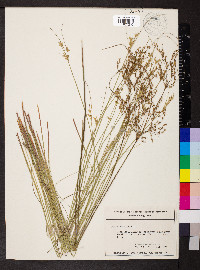 Juncus interior image