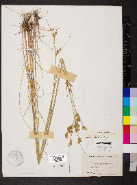 Juncus interior image