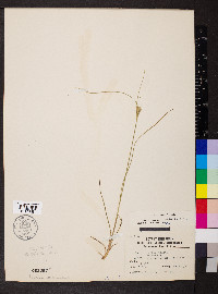 Juncus interior image