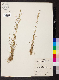 Juncus interior image