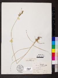 Juncus interior image