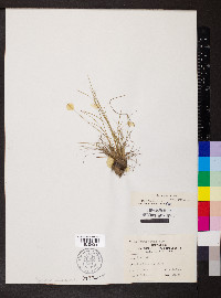 Juncus interior image