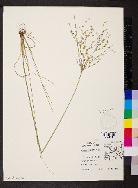 Juncus interior image