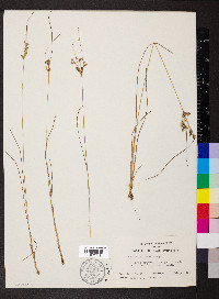 Juncus interior image