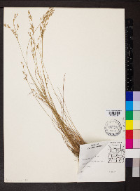 Juncus interior image