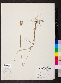 Juncus interior image