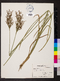 Juncus nodatus image