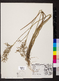 Juncus nodatus image