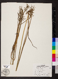 Juncus nodatus image