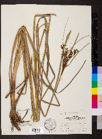 Juncus nodatus image