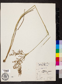 Juncus nodatus image