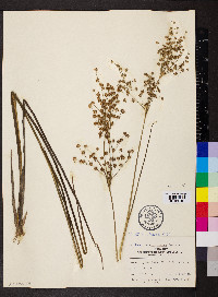 Juncus nodatus image