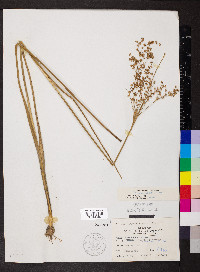 Juncus nodatus image