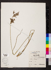 Juncus nodatus image
