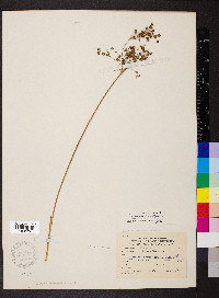 Juncus nodatus image