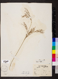 Juncus nodatus image