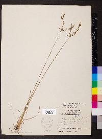 Juncus secundus image