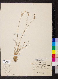 Juncus secundus image