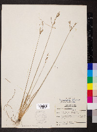 Juncus secundus image