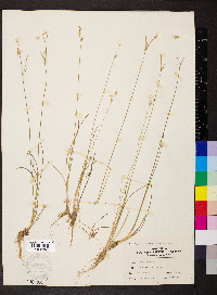 Juncus secundus image