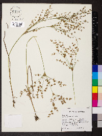 Juncus diffusissimus image