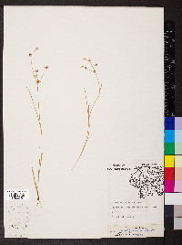 Juncus diffusissimus image