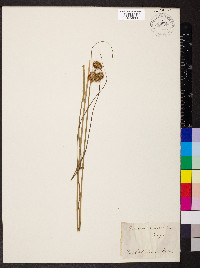 Juncus scirpoides image