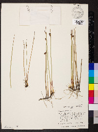 Juncus arcticus image