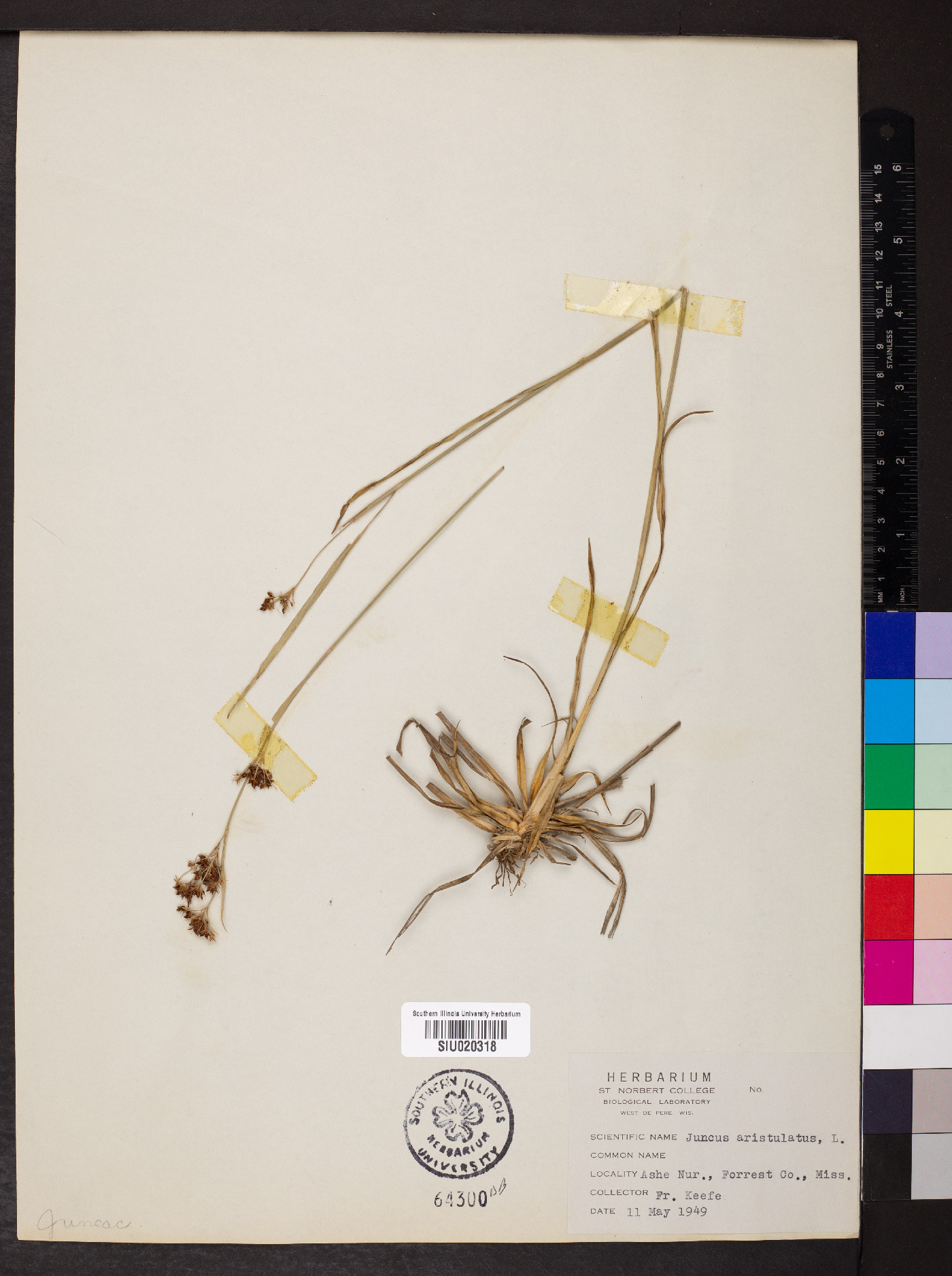 Juncus aristulatus image
