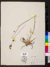 Juncus aristulatus image