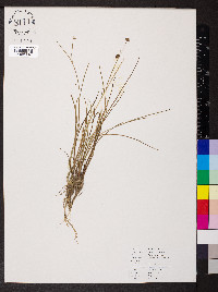 Juncus articulatus image