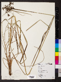 Juncus biflorus image