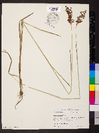 Juncus biflorus image