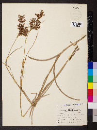 Juncus biflorus image