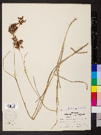 Juncus biflorus image